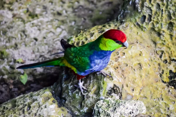 Papagei tropischer Vogel — Stockfoto