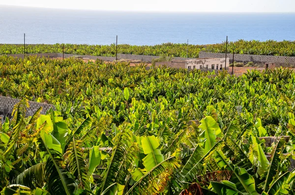 Campo de plantação de banana — Fotografia de Stock