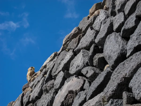 Vanlig Kestrel Hawk fågel — Stockfoto