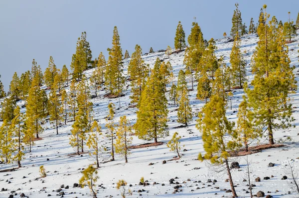 Paesaggio invernale — Foto Stock