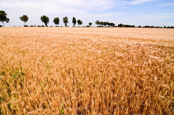 Campo de trigo texturizado — Foto de Stock