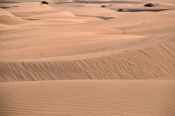 Desierto de dunas de arena en Maspalomas —  Fotos de Stock