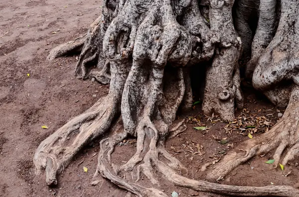 Root of the Tree — Stock Photo, Image