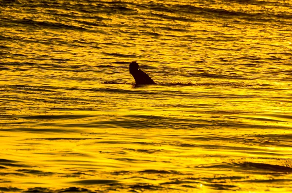 Silhouette Surfer at Sunset — Stock Photo, Image