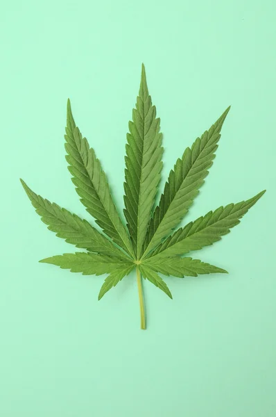 Cannabis leaf — Stockfoto