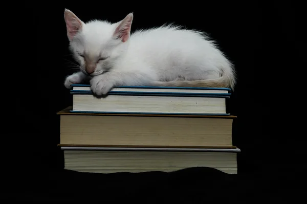 Bílá mladé baby kočka — Stock fotografie