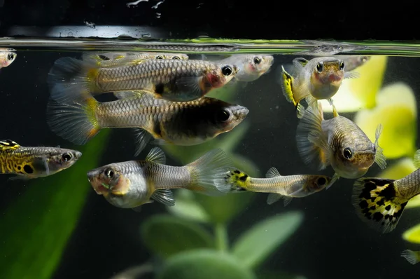 Pesce multicolore Guppy — Foto Stock