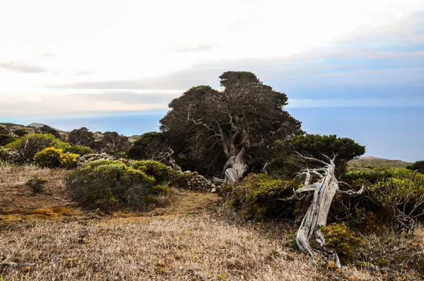 Gnarled genévrier en forme par le vent — Photo