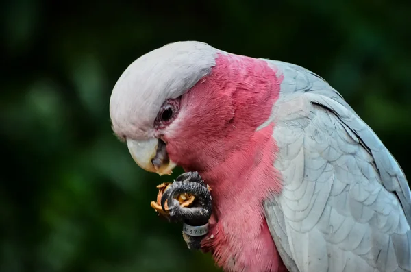 Uccello tropicale pappagallo — Foto Stock