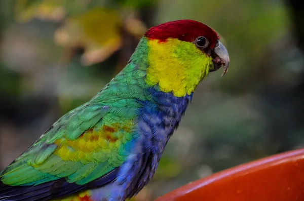 Parrot Tropical Bird — Stock Photo, Image