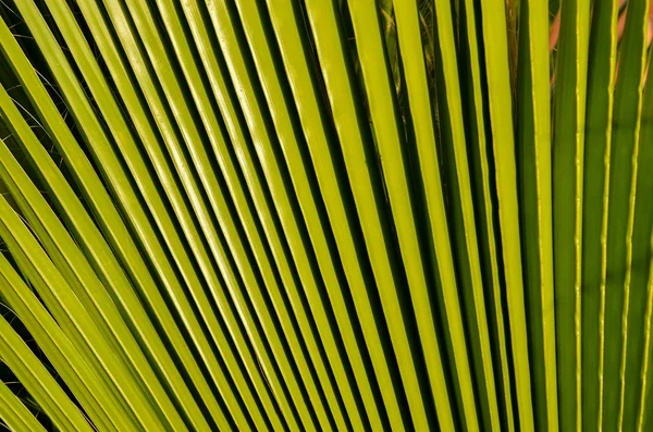 Tropical Canarian Green Palm Leaf Fundo — Fotografia de Stock