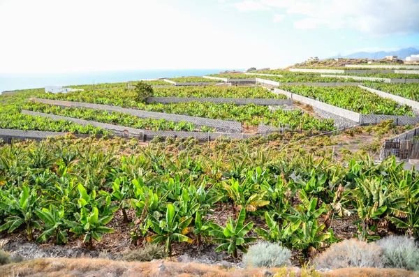 Banana Plantation veld — Stockfoto