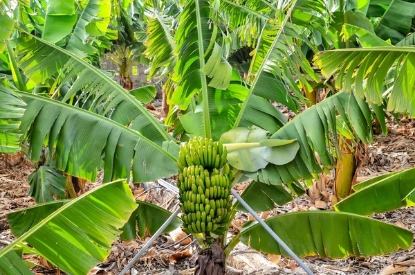 Banane Plantation Field — Fotografie, imagine de stoc