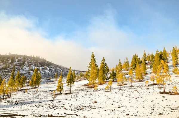 Paesaggio invernale — Foto Stock