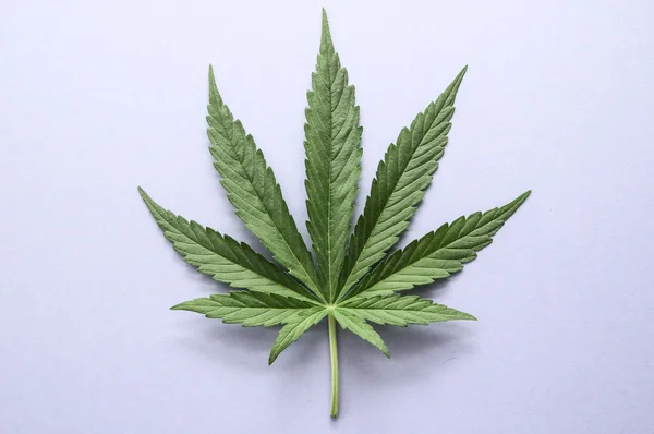 Hoja de cannabis —  Fotos de Stock
