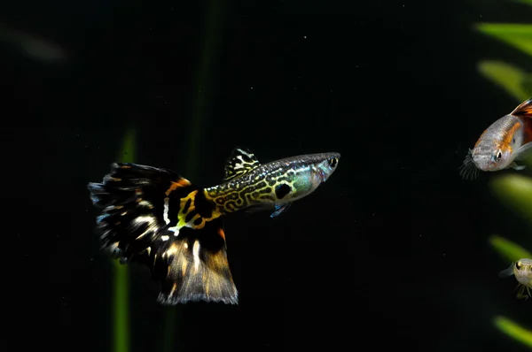 Guppy peces multicolores — Foto de Stock