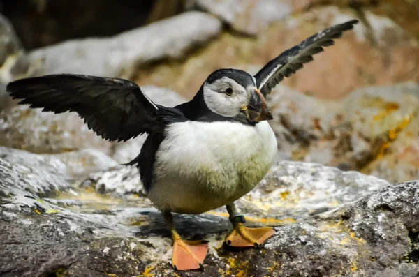 Чёрно-белый пингвин — стоковое фото