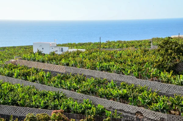 Campo di piantagione di banane — Foto Stock