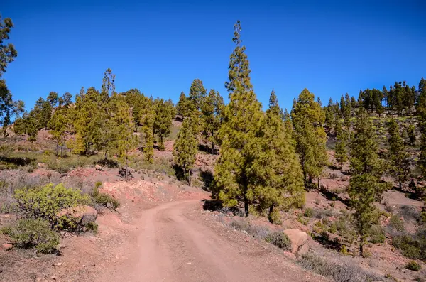 Camino del Desierto — Foto de Stock