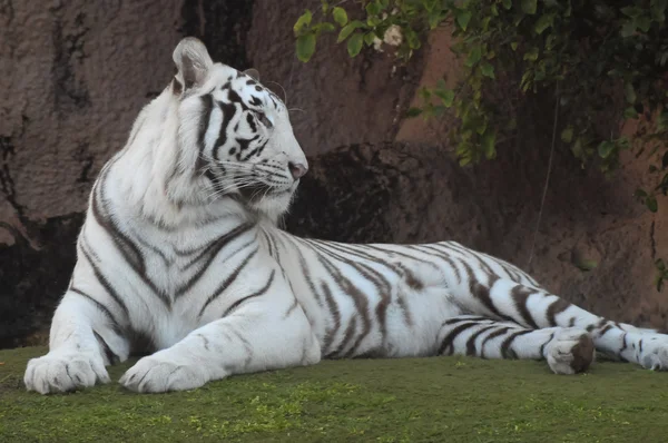 Tigre rayado blanco y negro —  Fotos de Stock