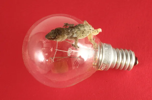 Gecko jaszczurka i żarówka — Zdjęcie stockowe