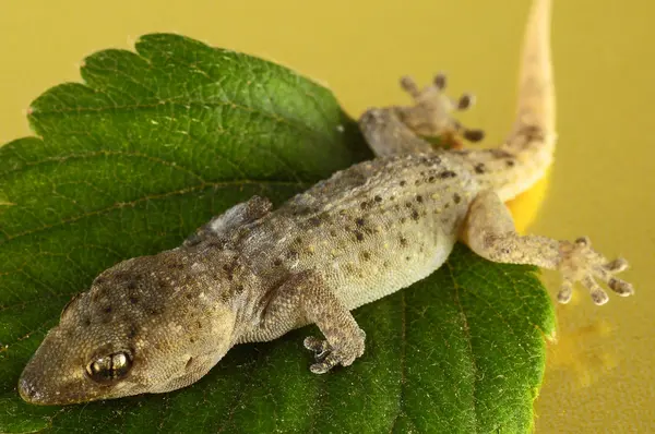 Jaszczurka i liść Gecko — Zdjęcie stockowe