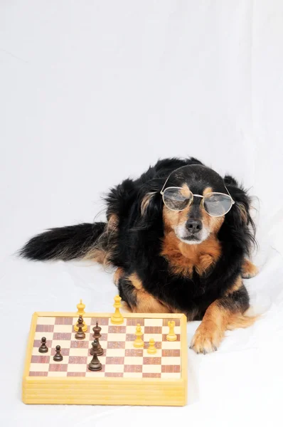Chien intelligent jouant aux échecs — Photo