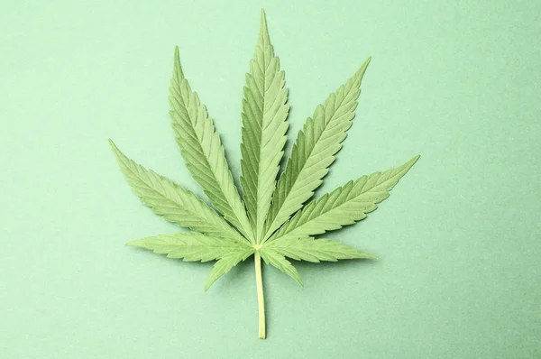 Foglia di cannabis — Foto Stock