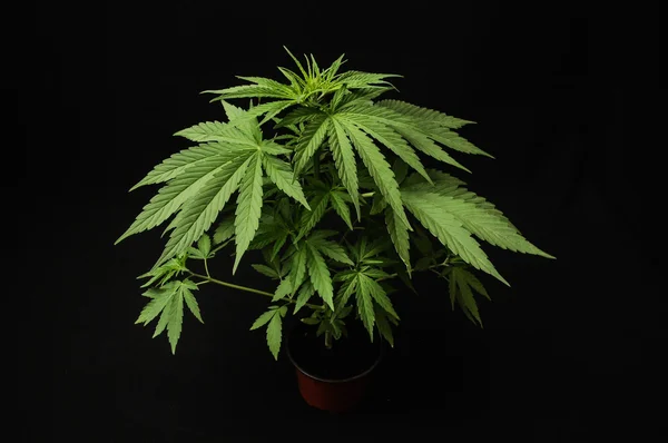 Marihuana — Stockfoto