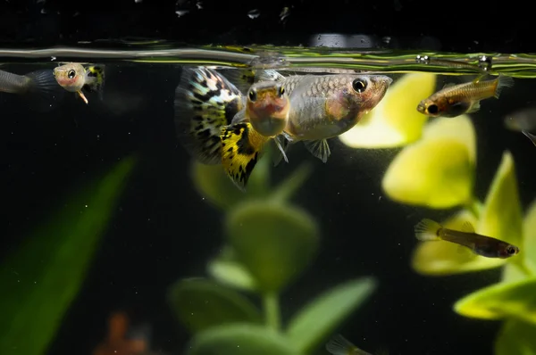 Ikan Berwarna Multi Guppy — Stok Foto