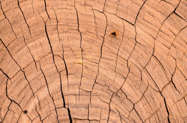 Textura da superfície de madeira — Fotografia de Stock