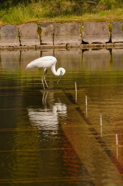 Grande Egret Branco (Ardea Alba) pesca — Fotografia de Stock