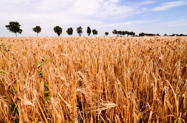 Campo de trigo texturizado —  Fotos de Stock