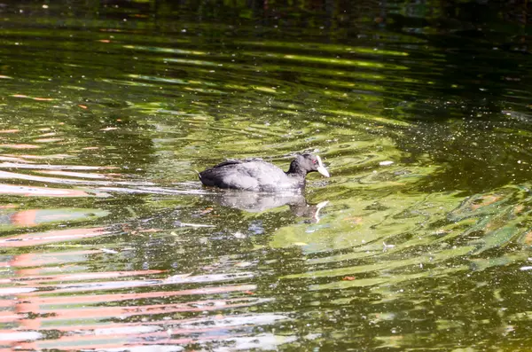 Natación de pato — Foto de Stock