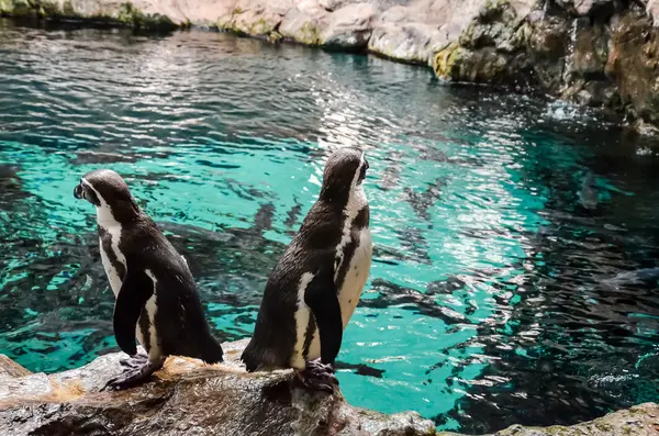 黒と白のペンギン — ストック写真