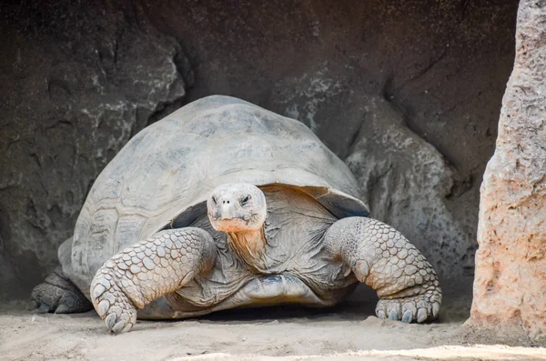 Galapgos dünya kaplumbağa kaplumbağa — Stok fotoğraf