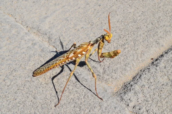 Insecto Mantis Religiosa —  Fotos de Stock