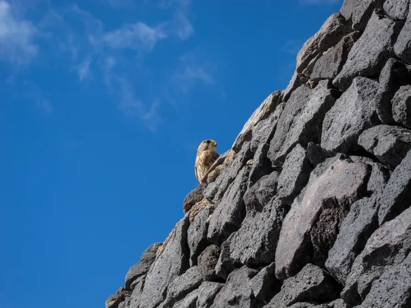 Common Kestrel Hawk pták — Stock fotografie