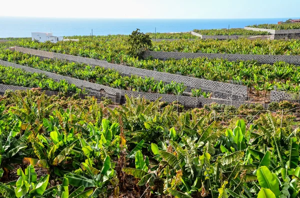 Banana Plantation veld — Stockfoto