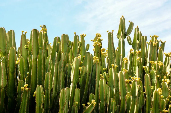 Cactus in the Desert — Stock Photo, Image