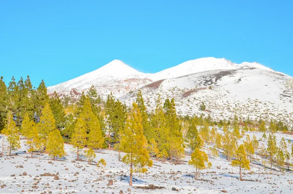 Paesaggio invernale — Foto Stock