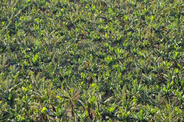 Banana Plantation veld — Stockfoto