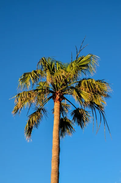 Zielona Palma Drzewo Kanaryjskie — Zdjęcie stockowe