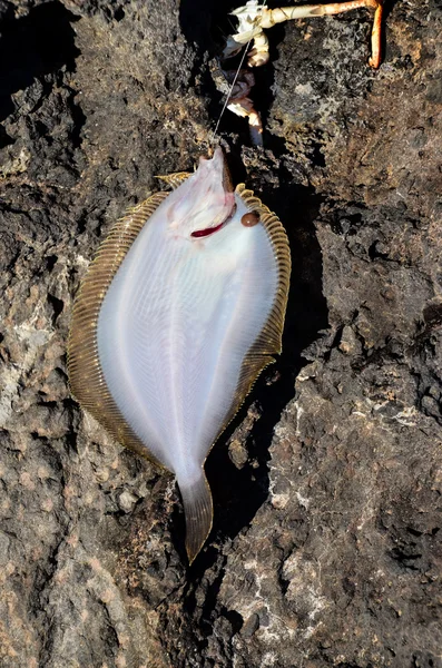 Tote Rochenfische — Stockfoto