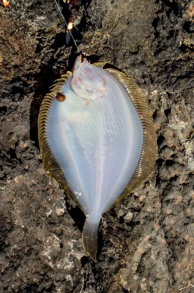 フック 1 つ海魚 — ストック写真