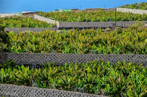 Banana Plantation veld — Stockfoto