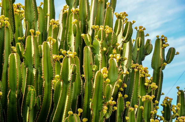Hoja de cactus verde de pera espinosa — Foto de Stock