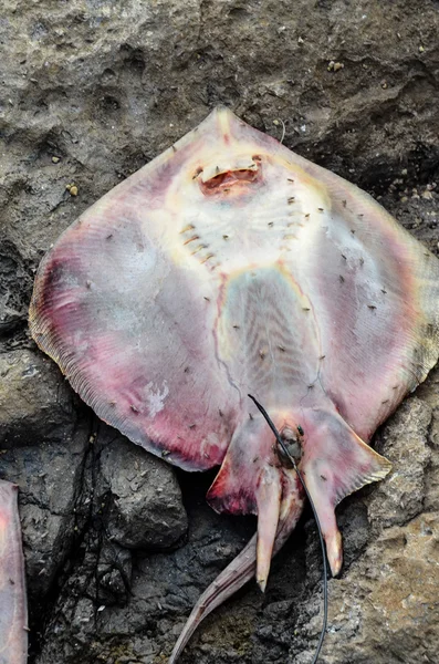 Pesce Stingray morto — Foto Stock