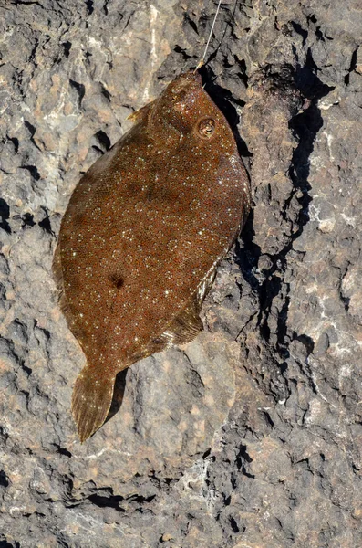 Un pesce di mare agganciato — Foto Stock