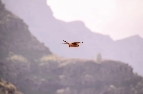 Turmfalke — Stockfoto